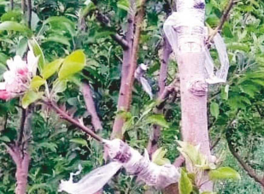 विदेशों से आई सेब की नई किस्में ग्राफ्ट कर 1500 रुपये तक दिहाड़ी कमा रहे युवा