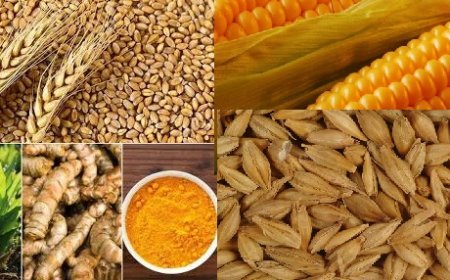 ग्रामीण अर्थव्यवस्था को सुदृढ़ करने के लिए कृषि क्षेत्र पर विशेष बल दे रही प्रदेश सरकार