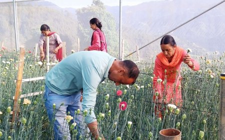 सफलता की कहानी: नौकरी के पीछे भागने के बजाय भाग सिंह ने पुष्प उत्पादन कर चुनी आत्मनिर्भरता की राह 