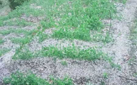 प्रदेश में ओलावृष्टि से सेब सहित अन्य नकदी फसलों को भारी नुकसान