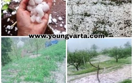 ओलावृष्टि से कई स्थानों पर बागबानों की सेब व मटर की फसल को भारी नुकसान 