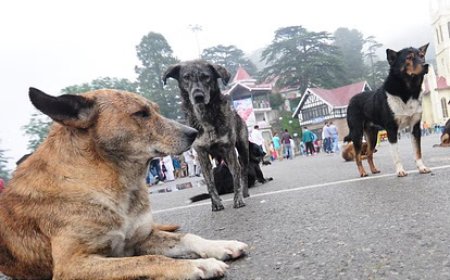 शिमला में आवारा कुत्तों के आतंक से आम जनता परेशान ,नगर निगम शिमला ने केंद्र सरकार को लिखा पत्र 