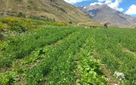 पांगी घाटी हिमाचल प्रदेश का पहला प्राकृतिक खेती उप-मंडल घोषित