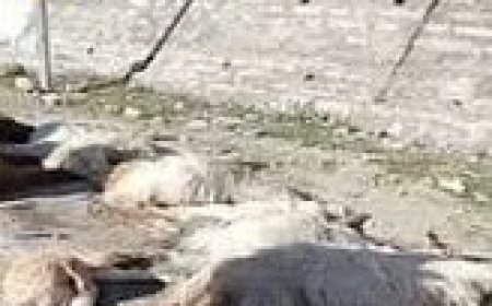 तेज रफ्तार गाड़ी ने भेड़ पालक सहित कुचली 10 बकरियां , सभी की मौके पर ही मौत