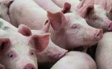 प्रदेश में सुअरों की खरीद पर पूर्ण प्रतिबंध,स्वाइन फ्लू के मामले सामने आने के बाद पशुपालन विभाग ने लिया निर्णय