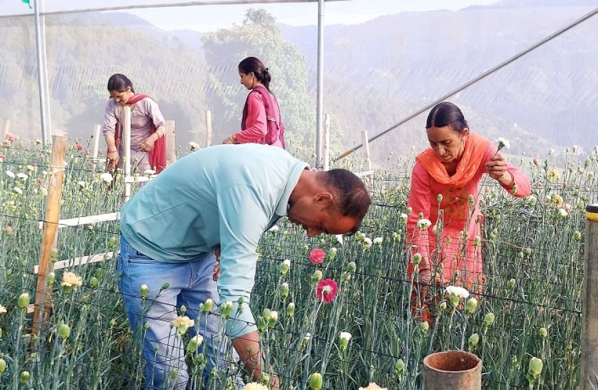 सफलता की कहानी: नौकरी के पीछे भागने के बजाय भाग सिंह ने पुष्प उत्पादन कर चुनी आत्मनिर्भरता की राह