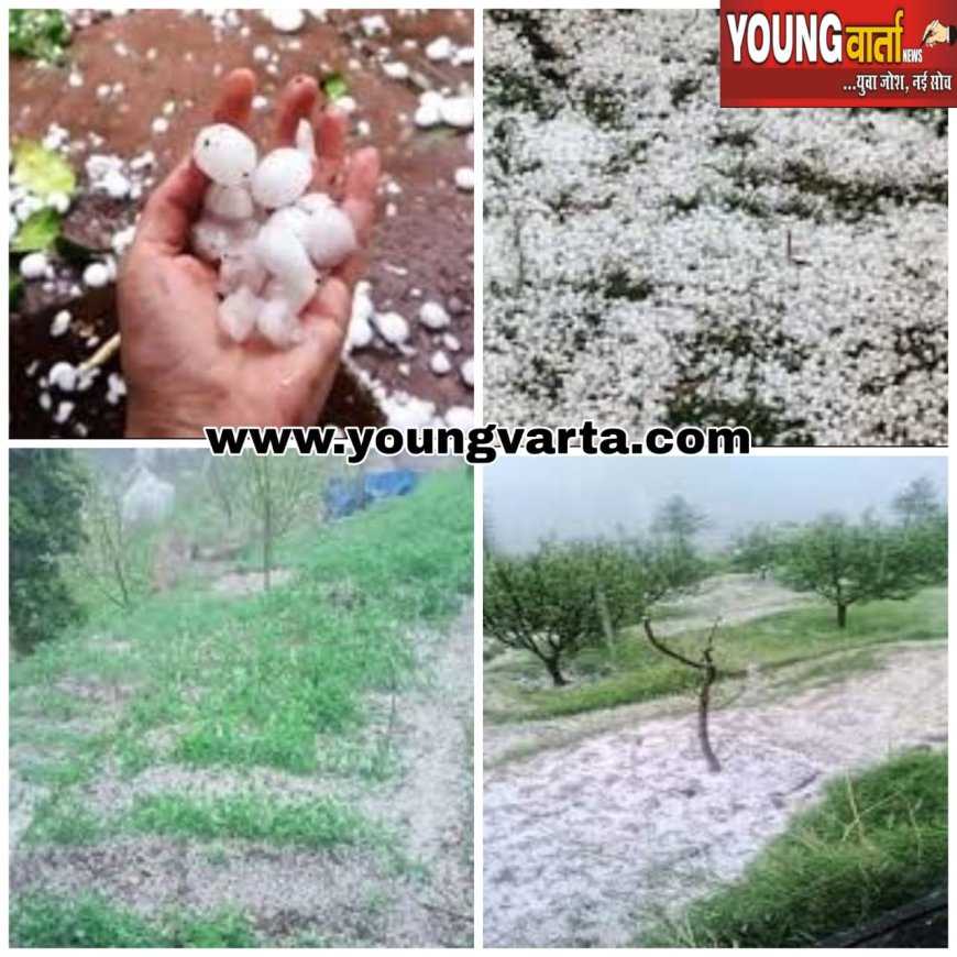 ओलावृष्टि से कई स्थानों पर बागबानों की सेब व मटर की फसल को भारी नुकसान