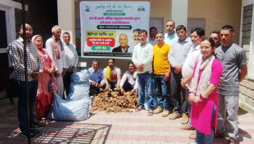 प्राकृतिक हल्दी की खेती से मजबूत हो रही है किसानों की आर्थिकी , 90 रुपए प्रति किलो मिल रहा समर्थन मूल्य