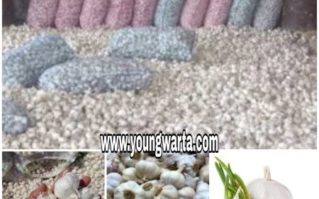 सिरमौर-सोलन के सफेद सोने की तामिलनाडू-गुजरात-दिल्ली-हरियाणा में डिमांड , पहाड़ी लहसुन की खुशबू से महके बाहरी राज्यों के बाजार