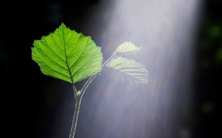 हिमाचल प्रदेश में जलवायु परिवर्तन के गंभीर संकेत स्पष्ट, ऊंचाई की ओर से खिसक रहे पौधे 