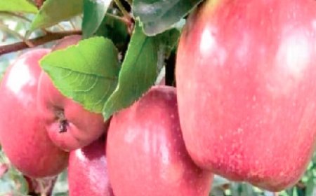 राजधानी शिमला में अर्ली वैरायटी किस्म सेब की दस्तक, 1100 रुपये में बिका 10 किलो का हाफ बॉक्स  