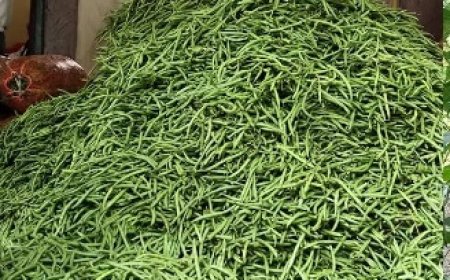 हिमाचल की प्रमुख सब्जी मंडियों में फ्रांसबीन के दामों में भारी गिरावट दर्ज होने से किसान मायूस 