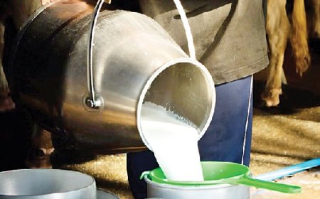 प्रदेश के पशुपालकों से प्रतिदिन 2.32 लाख लीटर दूध खरीदकर ग्रामीण अर्थव्यवस्था को सुदृढ़ कर रही सरकार 