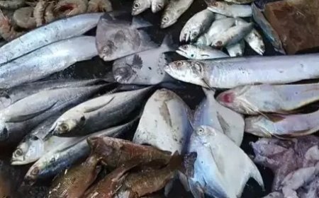 हिमाचल के जलाशयों में 16 जून से 15 अगस्त तक मत्स्य आखेट पर पूरी तरह से प्रतिबंध