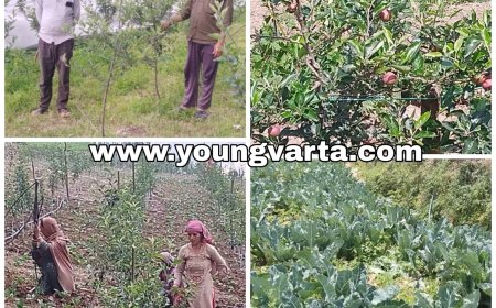 सेब की बागवानी बनी स्वरोजगार का माध्यम , कीड़ी के 100 परिवारों को मिला ग्रामीण विकास विभाग की योजनाओं का लाभ