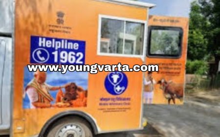 पशुपालकों के लिए वरदान बना 1962 टोल फ्री नंबर , वेटरनरी डिपार्टमेंट घर द्वार पर कर रहा  गाय - भैंस का इलाज