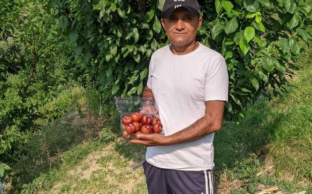 एचपी शिवा परियोजना से किसानों की बदली तकदीर,बागवानों को 195 रूपए प्रति किलो तक मिले प्लम के दाम 