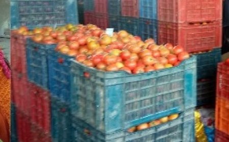 टमाटर के घटते दामों से किसान चिंतित, बीज, दवाइयों व मालभाड़े का भी नहीं निकल पा रहा खर्च 