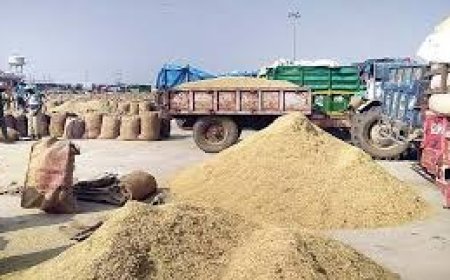 सिरमौर में धौलाकुआं और एपीएमसी मार्केट यार्ड पांवटा साहिब में होगी धान की खरीद , 2,389 रुपये प्रति क्विंटल दाम तय 