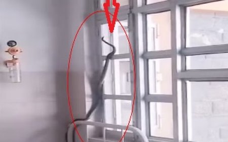 कुल्लू के ऑपरेशन थियेटर के साथ लगते रिकवरी रूम में सांप निकलने से कर्मचारियों में दहशत  