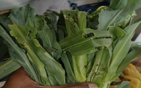 मक्की की फसल को फॉल आर्मी कीट से बचाने के लिए कृषि विभाग ने गठित की विभागीय अधिकारियों की टीम