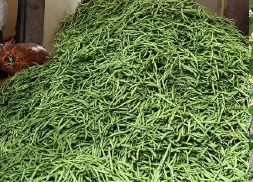 हिमाचल की प्रमुख सब्जी मंडियों में फ्रांसबीन के दामों में भारी गिरावट दर्ज होने से किसान मायूस