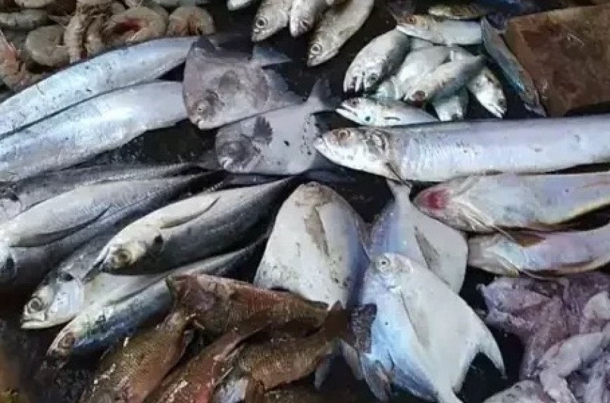 पौंग झील किनारे मछली के अवैध शिकार को रोकने के लिए विभागीय टीमों ने गाड़े तंबू