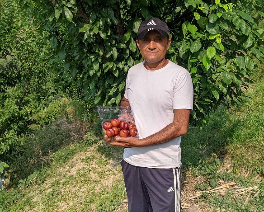 एचपी शिवा परियोजना से किसानों की बदली तकदीर,बागवानों को 195 रूपए प्रति किलो तक मिले प्लम के दाम 