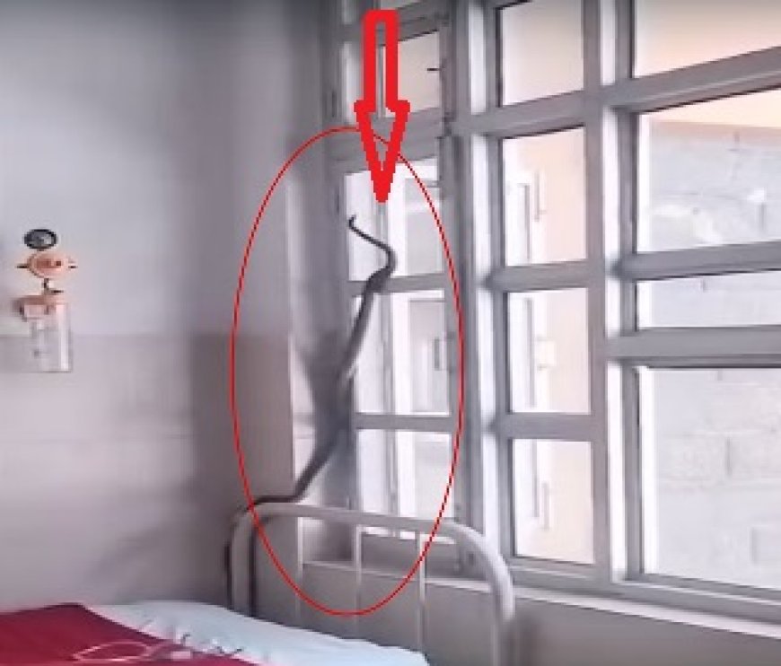 कुल्लू के ऑपरेशन थियेटर के साथ लगते रिकवरी रूम में सांप निकलने से कर्मचारियों में दहशत