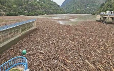 सीआईडी करेगी बादल फटने की घटना के बाद पंडोह डैम में एकत्रित वन लकड़ियों की जांच