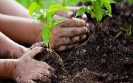 ऊना वन मंडल में मानसून सीजन में 61 हेक्टेयर भूमि पर13 प्रजातियों के रोपे जाएंगे 2.80 लाख पौधे