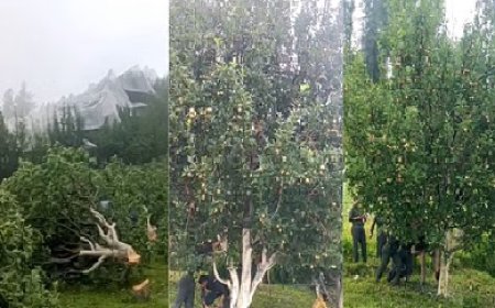 कोटखाई : वन विभाग की अवैध कब्जे पर कार्रवाई, सेब के काटे 100 पेड़,जबकि करीब हटाए जाएंगे 3800 पौधे