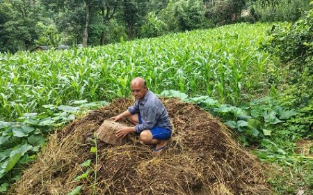 एमएसपी की गारंटी से ग्रामीण अर्थव्यवस्था को मिल रहा बल,खेती पर कम लागत से उत्पादों को मिल रहे अच्छे दाम