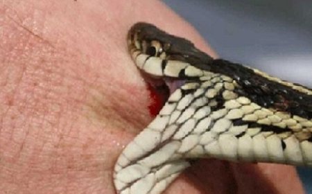 दुखद : सर्प दंश से भराड़ी की डंगार पंचायत के रोपड़ी गांव में 14 वर्षीय लड़की की मौत