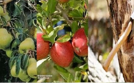 आदेश के बाद वन भूमि पर अवैध तरीके से उगाए सेब, नाशपाती और प्लम आदि के करीब 159 पेड़ों पर चली कुल्हाड़ी