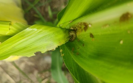 मक्की की फसल में लगने वाले फॉल आर्मी वर्म  की रोकथाम एवं प्रबंधन को लेकर एडवाइजरी जारी