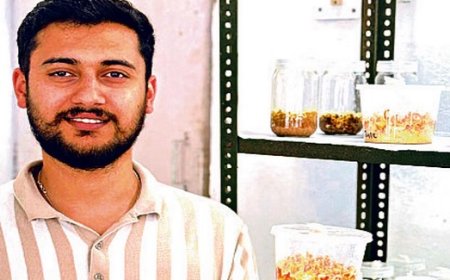 नौणी विवि के छात्र ने हिमालयी क्षेत्रों में पाई जाने वाली दुर्लभ और मूल्यवान कीड़ा जड़ी को उगा दिया भूरे चावल के दानों पर  