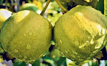 हिमाचल में पहली बार लगाए जा रहे एक किग्रा फल वाले वीएनआर बिही अमरूद के पौधे, 31 जुलाई तक 28,000 पौधे लगाने का रखा लक्ष्य  