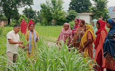 फॉल आर्मी वर्म से मक्की के बचाव के लिए करें कौराजेन का स्प्रे,कृषि विभाग के सभी विकास खंड कार्यालयों में उपलब्ध  