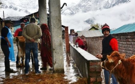 जनजातीय जिला किन्नौर में पशु चिकित्सालय इकाई दे रही उल्लेखनीय योगदान