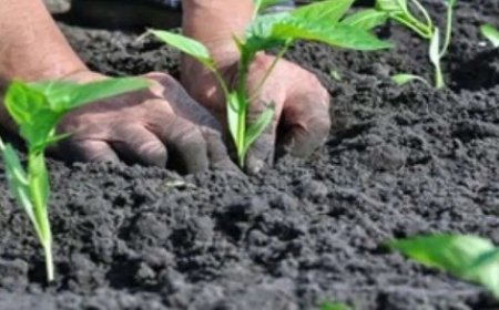 हिमाचल प्रदेश में अब क्लस्टर के तहत प्राकृतिक खेती से जुड़ेंगे सैंकड़ों गांवों  