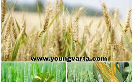 प्राकृतिक खेती को बढ़ावा देने के लिए केन्द्रीय गृह एवं सहकारिता मंत्री ने थपथपाई हिमाचल की पीठ