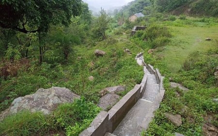 रंग लाने लगे फसल विविधीकरण को प्रोत्साहन प्रदान करने के “सुक्खू” सरकार के प्रयास  