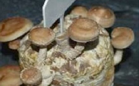 खुंब अनुसंधान केंद्र सोलन ने कैंसर को नियंत्रित करने में  सहायक शिटाके मशरूम की एक नई प्रजाति की ईजाद