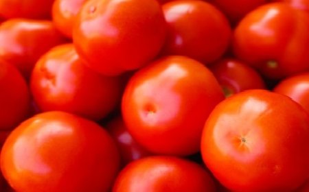 शोध में खुलासा : प्रदेश में टमाटर की फसल ग्रीन हाउस गैसों को हटाने में मददगार हो रही साबित   