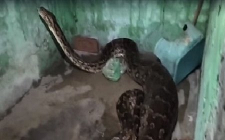 विशालकाय अजगर ने घर के बरामदे में बैठी एक कुतिया को बनाया अपना निवाला,लोगों में दहशत