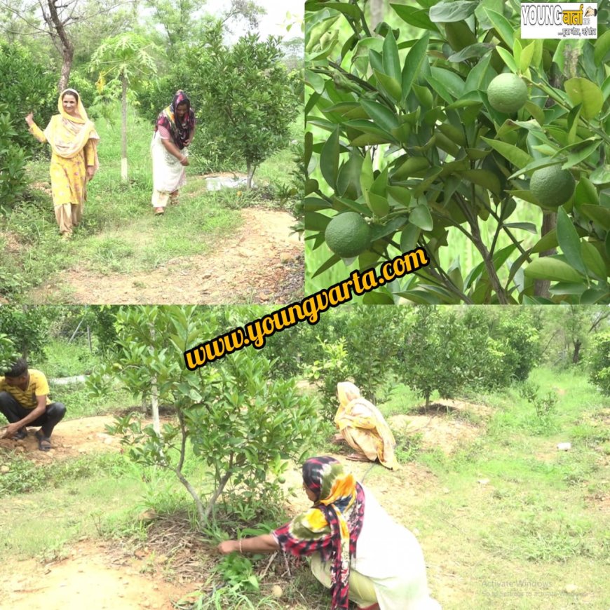 एसीपी शिवा परियोजना से बंजर जमीन पर लहलहाने लगा बागीचा , 25 कनाल भूमि पर लगाए  मौसमी के पौधे  
