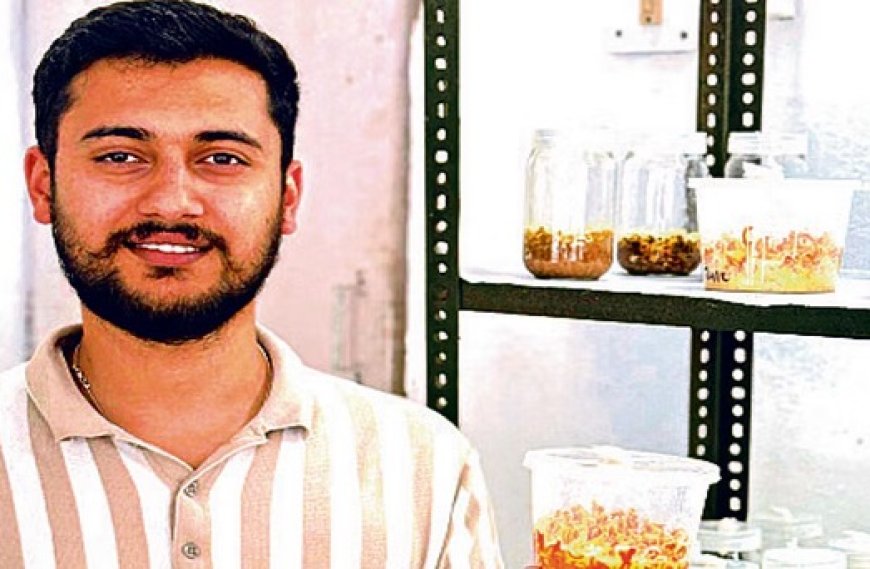 नौणी विवि के छात्र ने हिमालयी क्षेत्रों में पाई जाने वाली दुर्लभ और मूल्यवान कीड़ा जड़ी को उगा दिया भूरे चावल के दानों पर