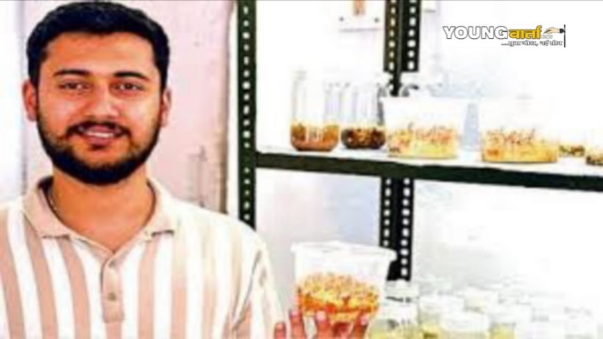 नौणी विवि के एग्री बिजनेस मैनेजमेंट में एमबीए के छात्र ने चावल के दानों पर उगा दी कीड़ा जड़ी , 80 हजार रुपये प्रति किलो है कीमत