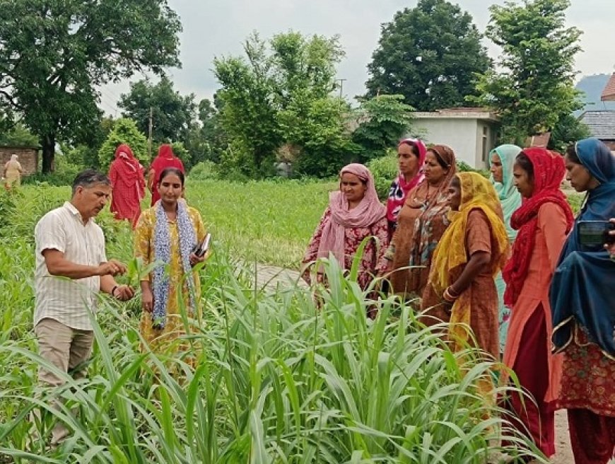 फॉल आर्मी वर्म से मक्की के बचाव के लिए करें कौराजेन का स्प्रे,कृषि विभाग के सभी विकास खंड कार्यालयों में उपलब्ध